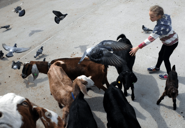 matylda goats and pigeons