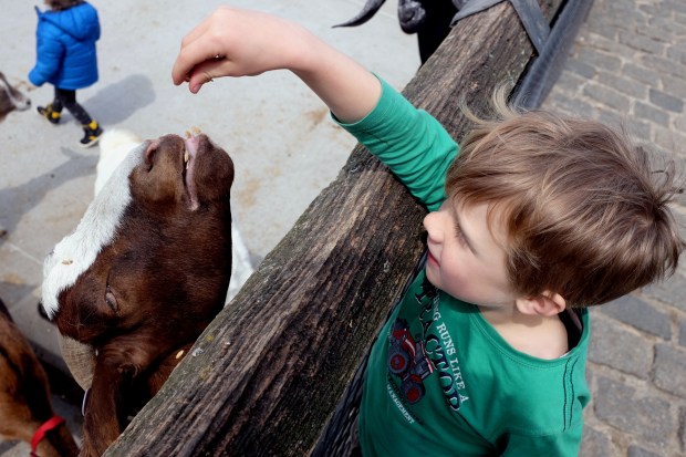orlando feeding goat