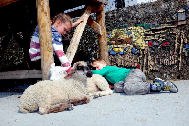 quick snooze with the lambs